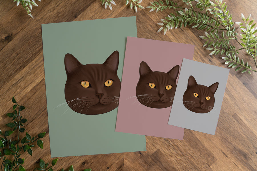 Brown British Shorthair Cat Art Print