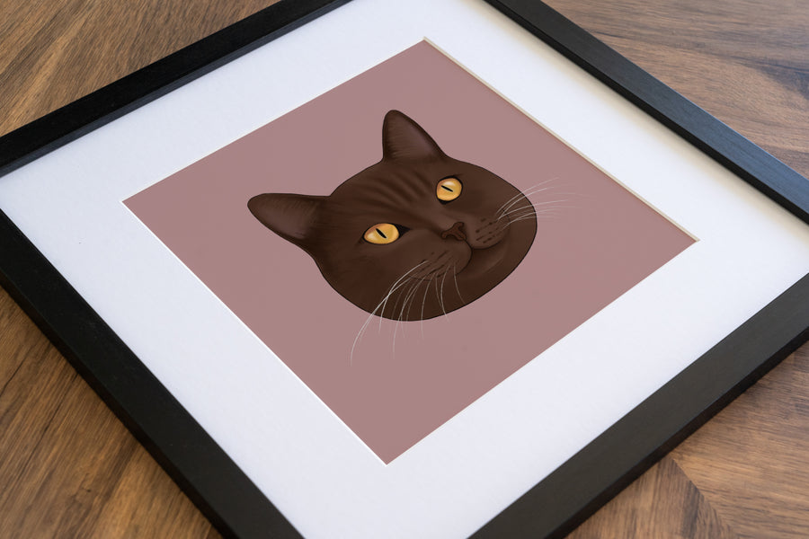 Brown British Shorthair Cat Art Print