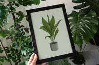 Cast Iron Aspidistra Houseplant Print