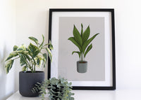 Cast Iron Aspidistra Houseplant Print