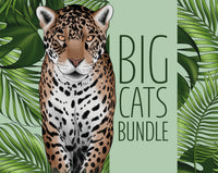 Big Cat Bundle