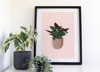 Prayer Plant Houseplant Print