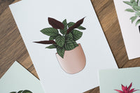 Prayer Plant Houseplant Art Print