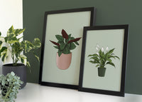 Peace Lily Houseplant Print