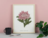 Chrysanthemum Floral Art Print