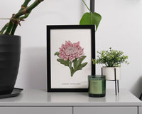 Chrysanthemum Print