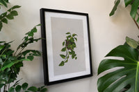 Devils Ivy Houseplant Print