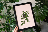 Devils Ivy Houseplant Print