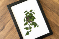 Devils Ivy Houseplant Print