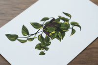 Devils Ivy Houseplant Print