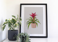 Candy Guzmania Houseplant Print