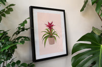 Candy Guzmania Houseplant Print