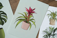 Candy Guzmania Houseplant Print