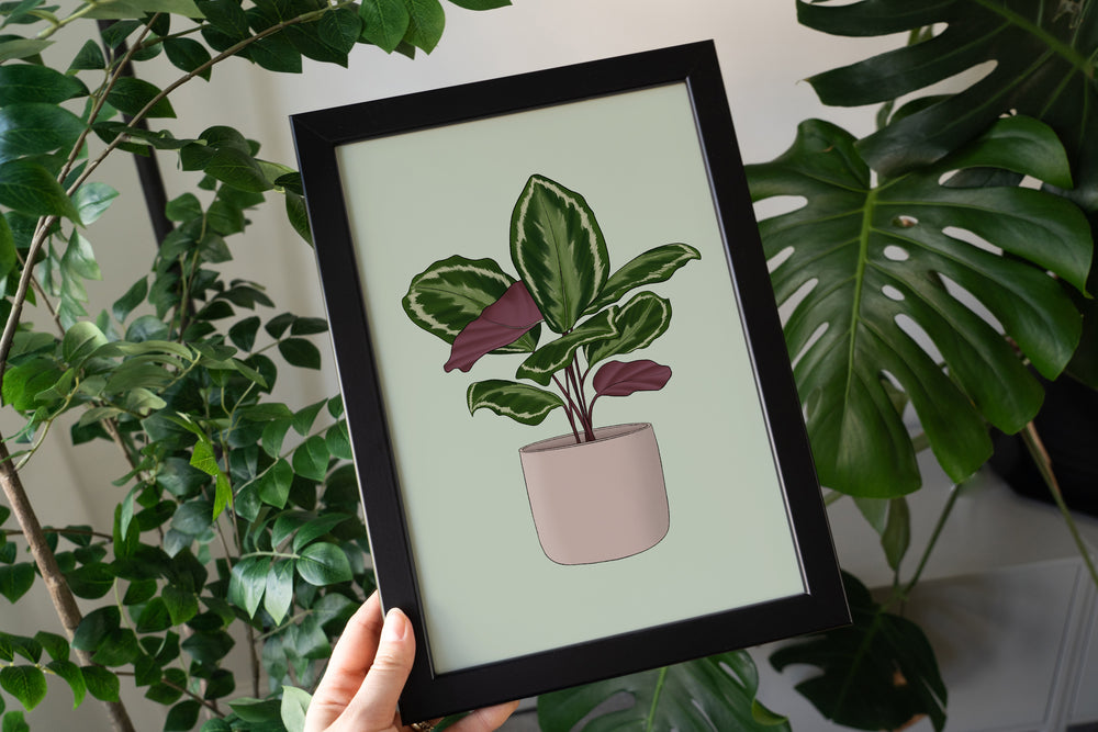 Calathea Houseplant Print