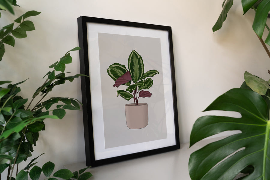 Calathea Houseplant Print