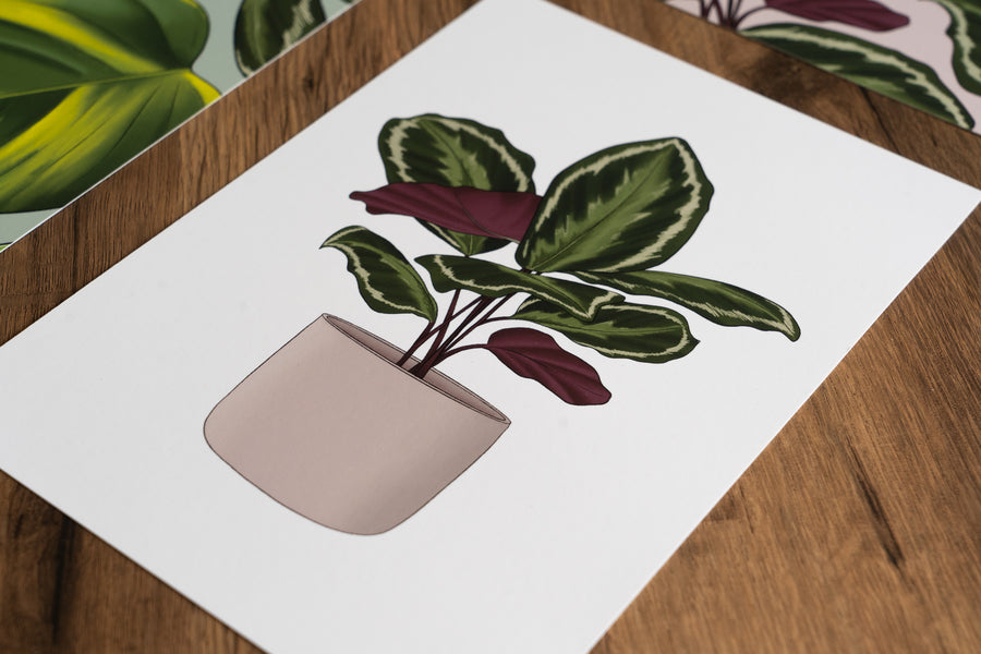 Calathea Houseplant Print