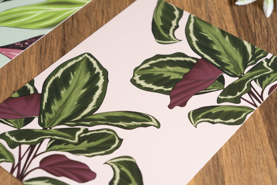 Calathea Pattern Houseplant Art Print