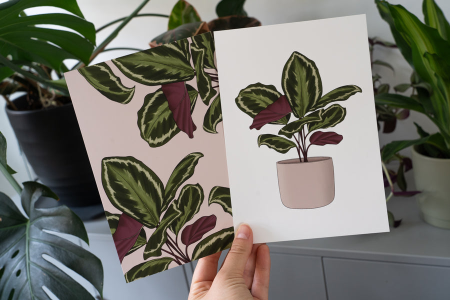 Calathea Houseplant Print