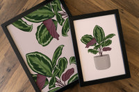 Calathea Houseplant Print