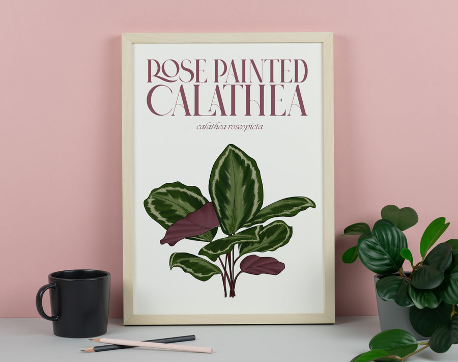 Calathea Houseplant Art Print