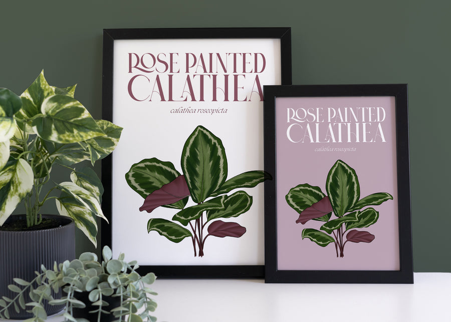 Calathea Houseplant Art Print