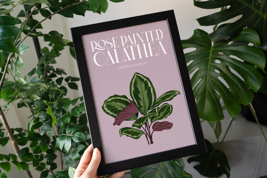 Calathea Houseplant Art Print