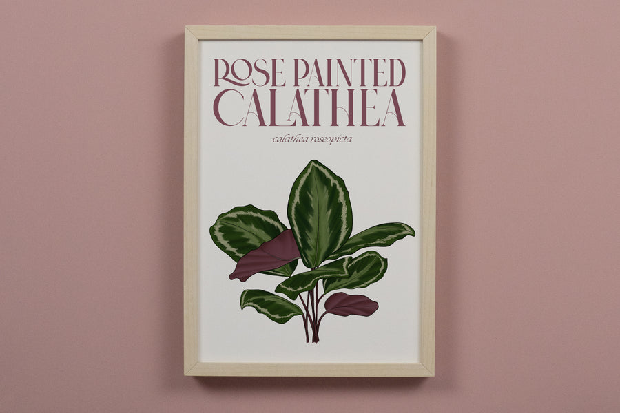 Calathea Houseplant Art Print