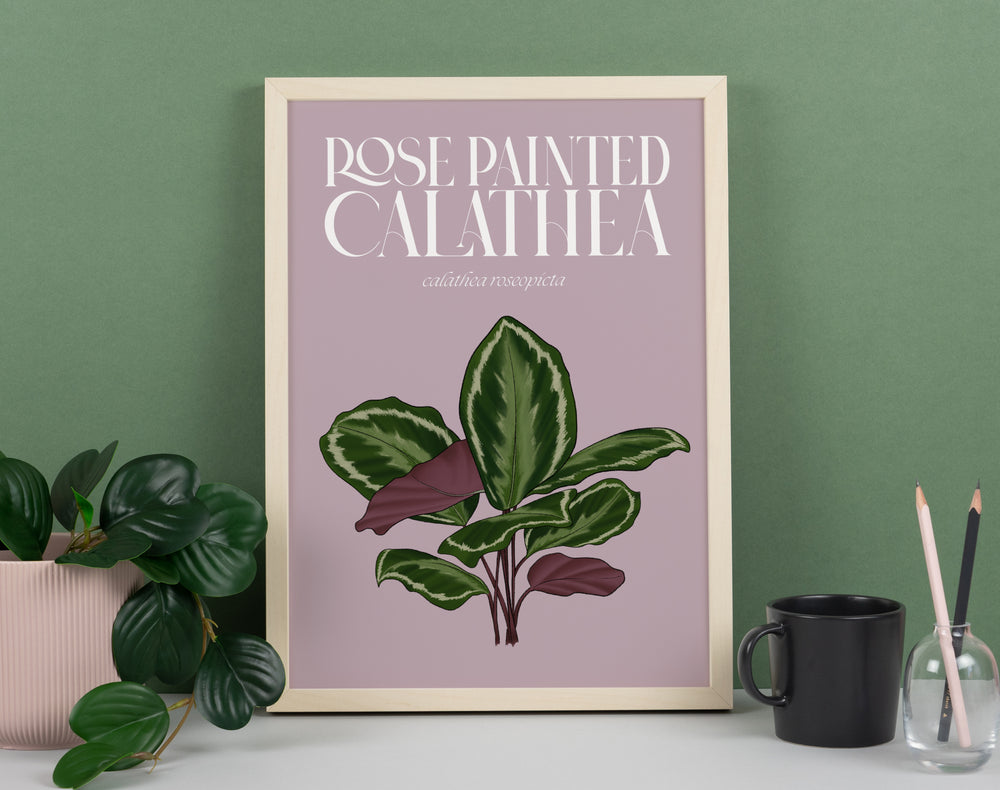 Calathea Houseplant Art Print