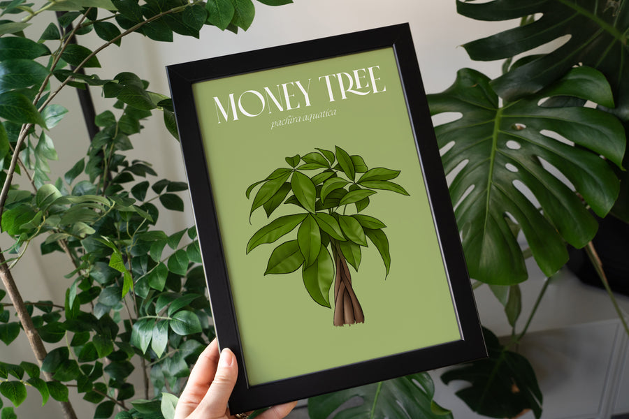 Money Tree Houseplant Art Print