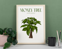 Money Tree Houseplant Art Print