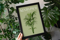 Kentia Palm Houseplant Art Print