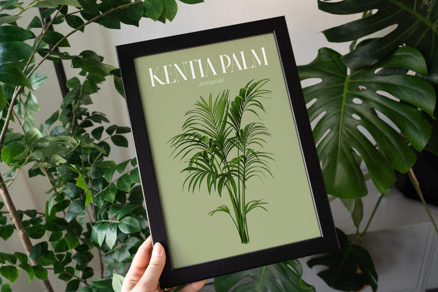 Kentia Palm Houseplant Art Print