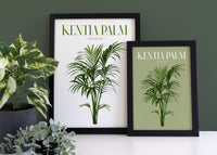 Kentia Palm Houseplant Art Print