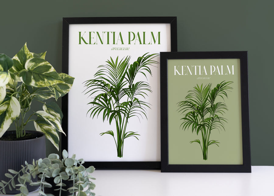 Kentia Palm Houseplant Art Print