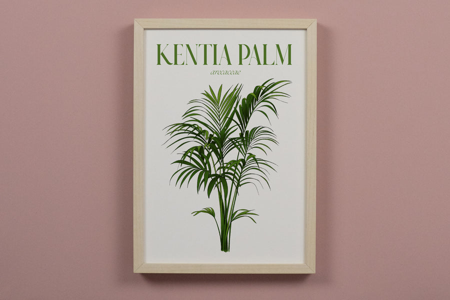 Kentia Palm Houseplant Art Print