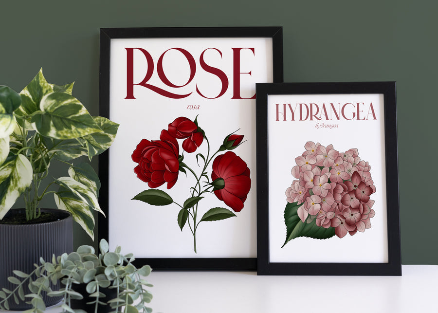 Hydrangea Illustrated Floral Art Print
