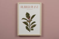 Pink Rubber Plant Houseplant Art Print