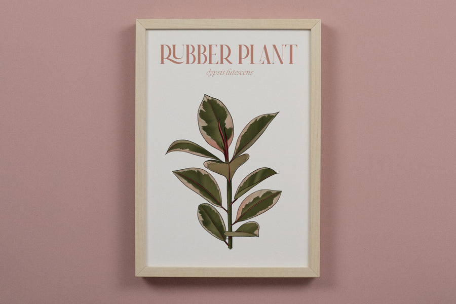Pink Rubber Plant Houseplant Art Print