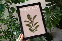 Pink Rubber Plant Houseplant Art Print