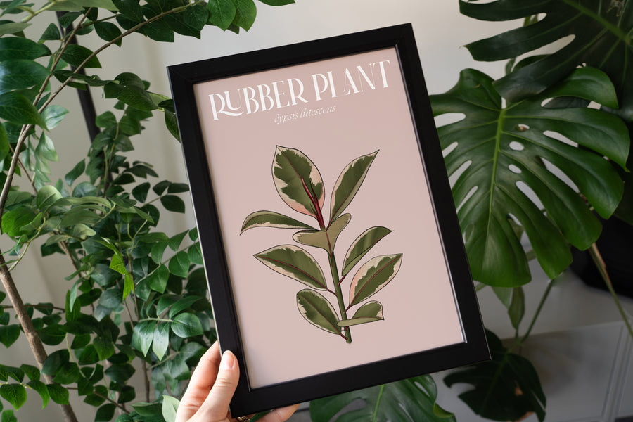 Pink Rubber Plant Houseplant Art Print