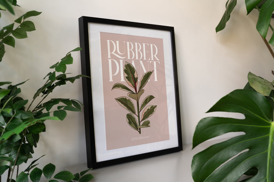 Pink Rubber Plant Houseplant Art Print