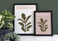 Pink Rubber Plant Houseplant Art Print