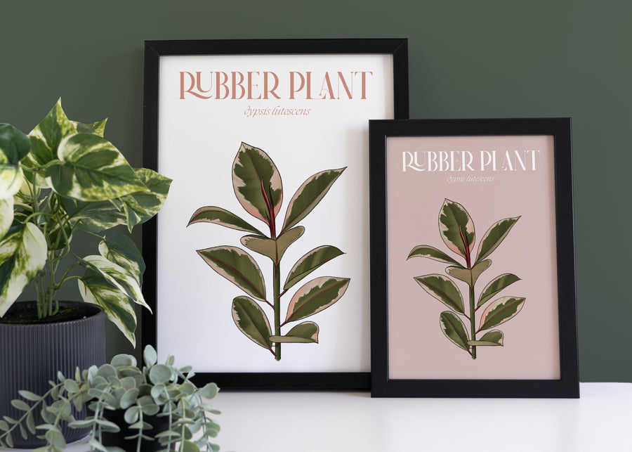 Pink Rubber Plant Houseplant Art Print