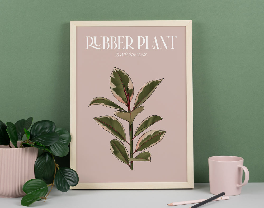 Pink Rubber Plant Houseplant Art Print