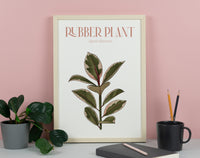 Pink Rubber Plant Houseplant Art Print