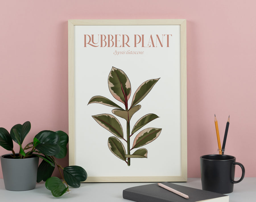 Pink Rubber Plant Houseplant Art Print