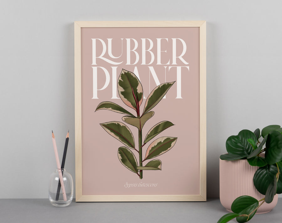 Pink Rubber Plant Houseplant Art Print