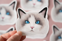 Ragdoll Cat Sticker