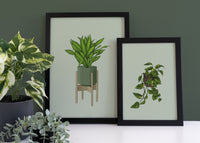 Devils Ivy Houseplant Print