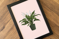 Peace Lily Houseplant Print